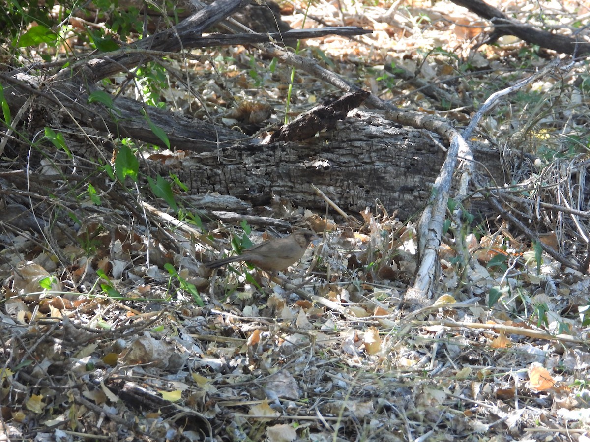 Abert's Towhee - ML619658244