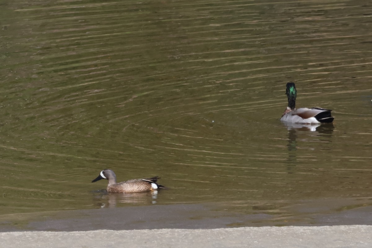 Blue-winged Teal - ML619658246