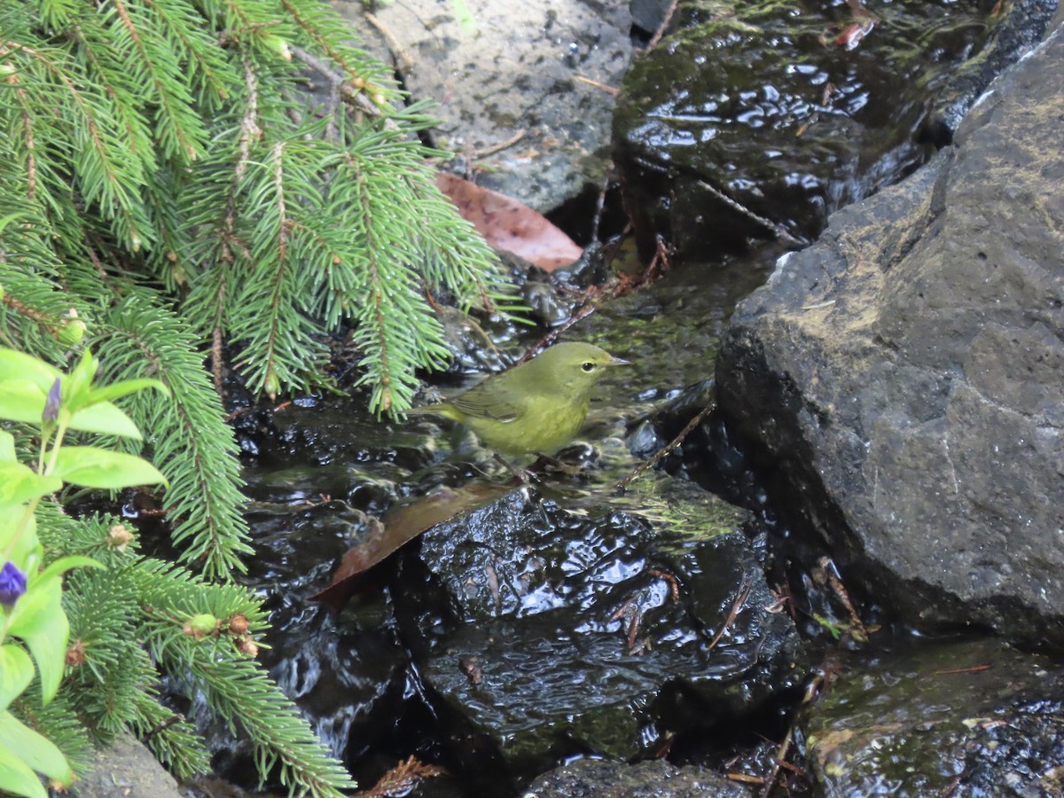 Orange-crowned Warbler - Heidi Powers-Armstrong