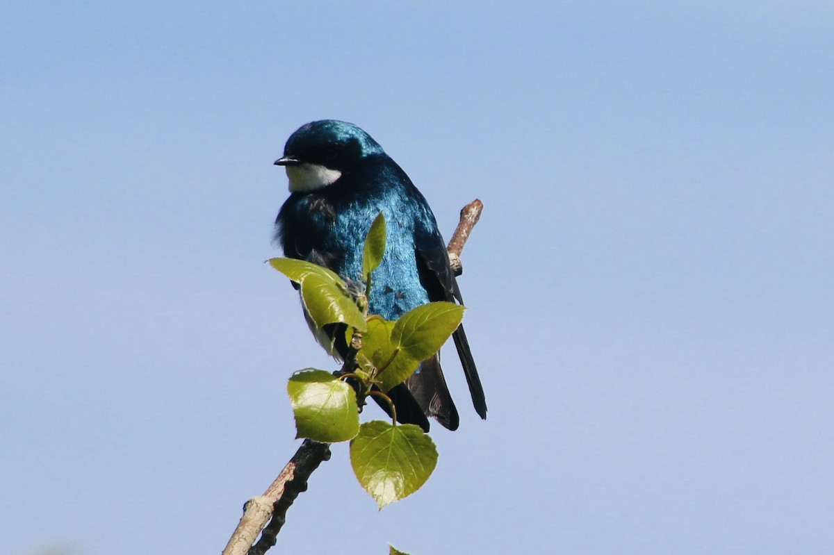 Tree Swallow - Stephanie Nyhof