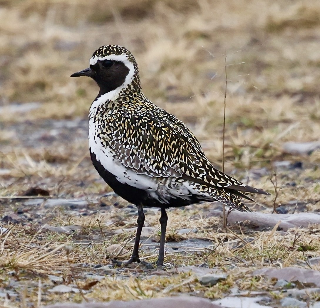 European Golden-Plover - ML619658250