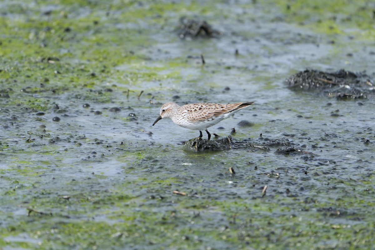 White-rumped Sandpiper - wes Thompson