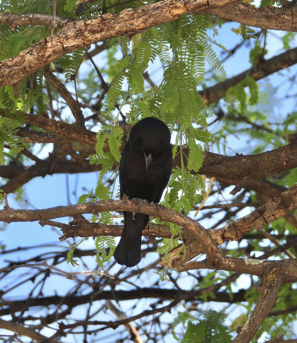 Bronzed Cowbird - Roee Astor