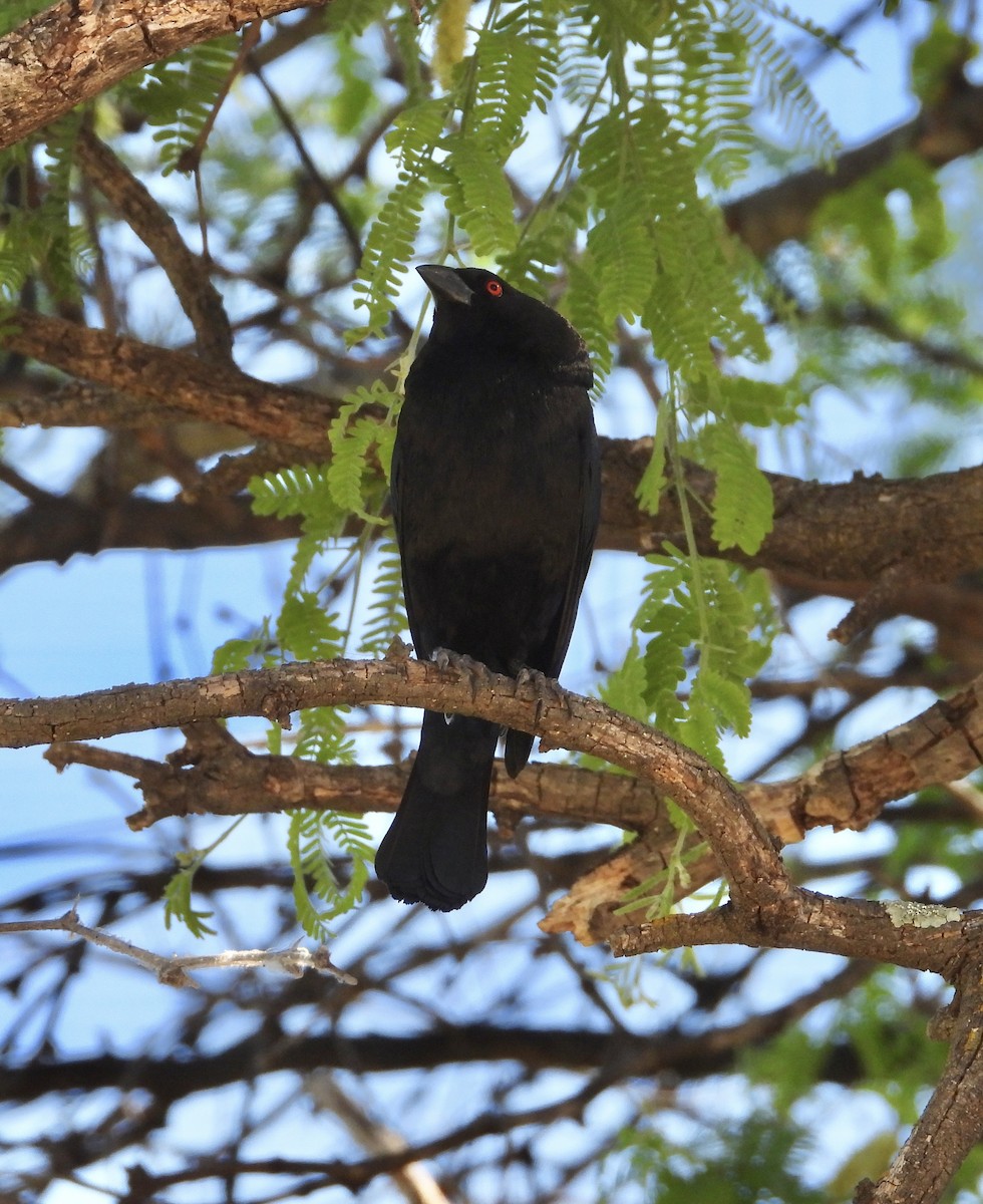 Bronzed Cowbird - Roee Astor