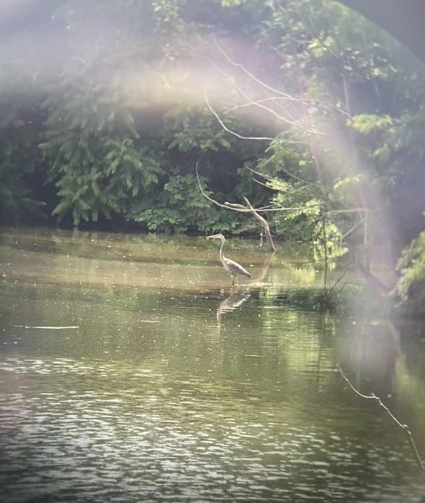 Great Blue Heron - Kate Gruber