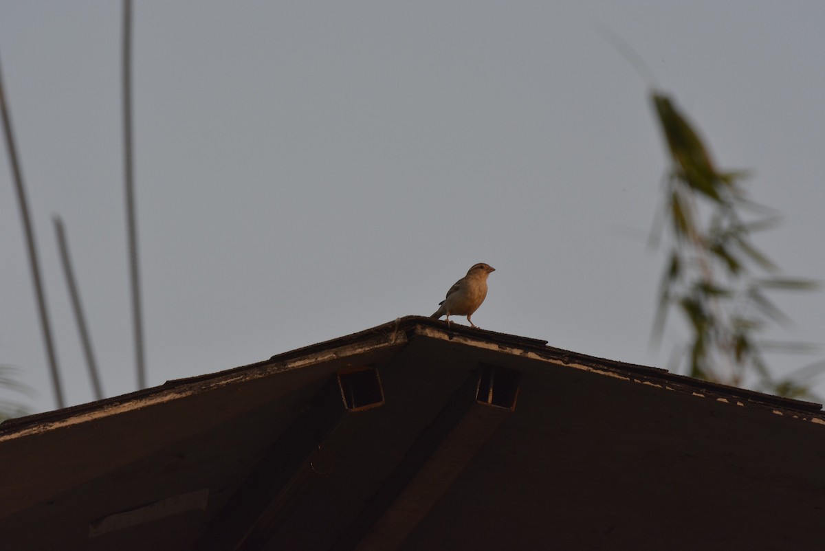 House Sparrow - Karthik Solanki