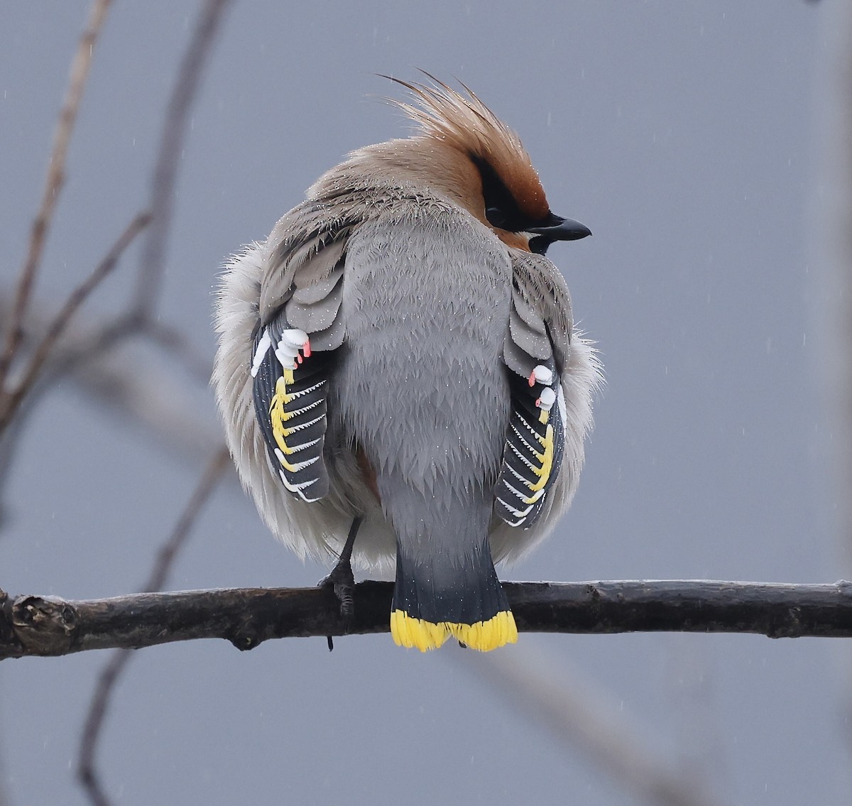 Bohemian Waxwing - Jan Hansen