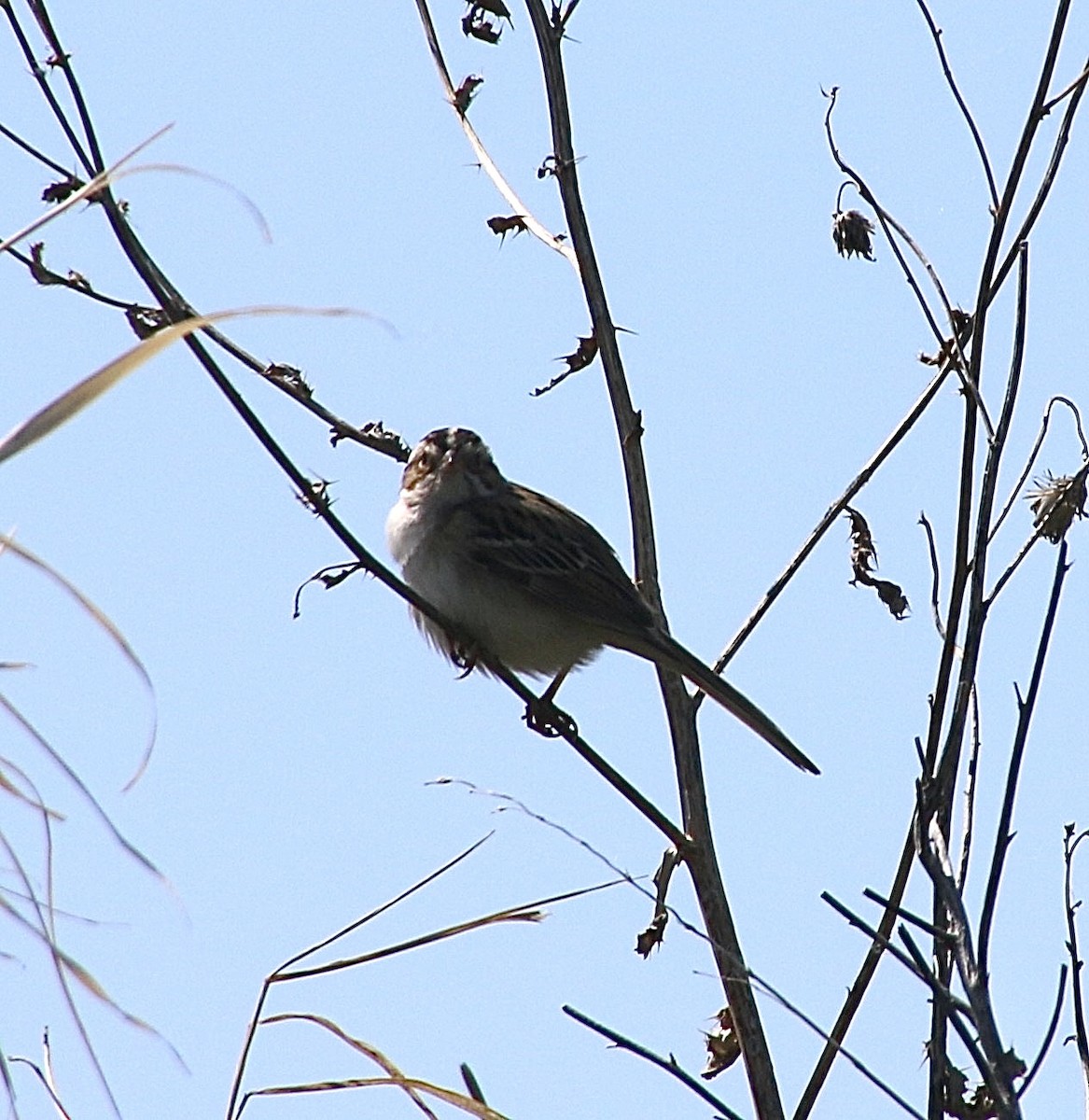 Clay-colored Sparrow - Stephanie Nyhof