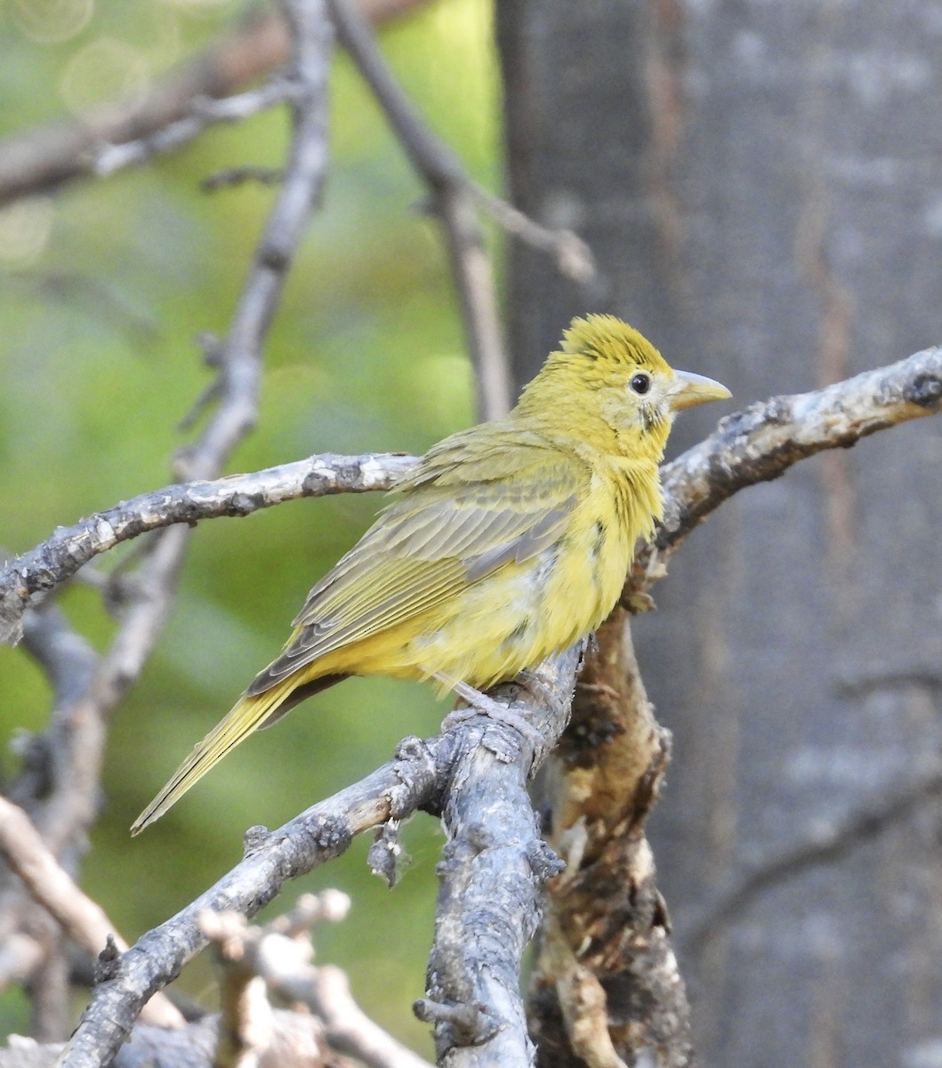 Summer Tanager - Roee Astor