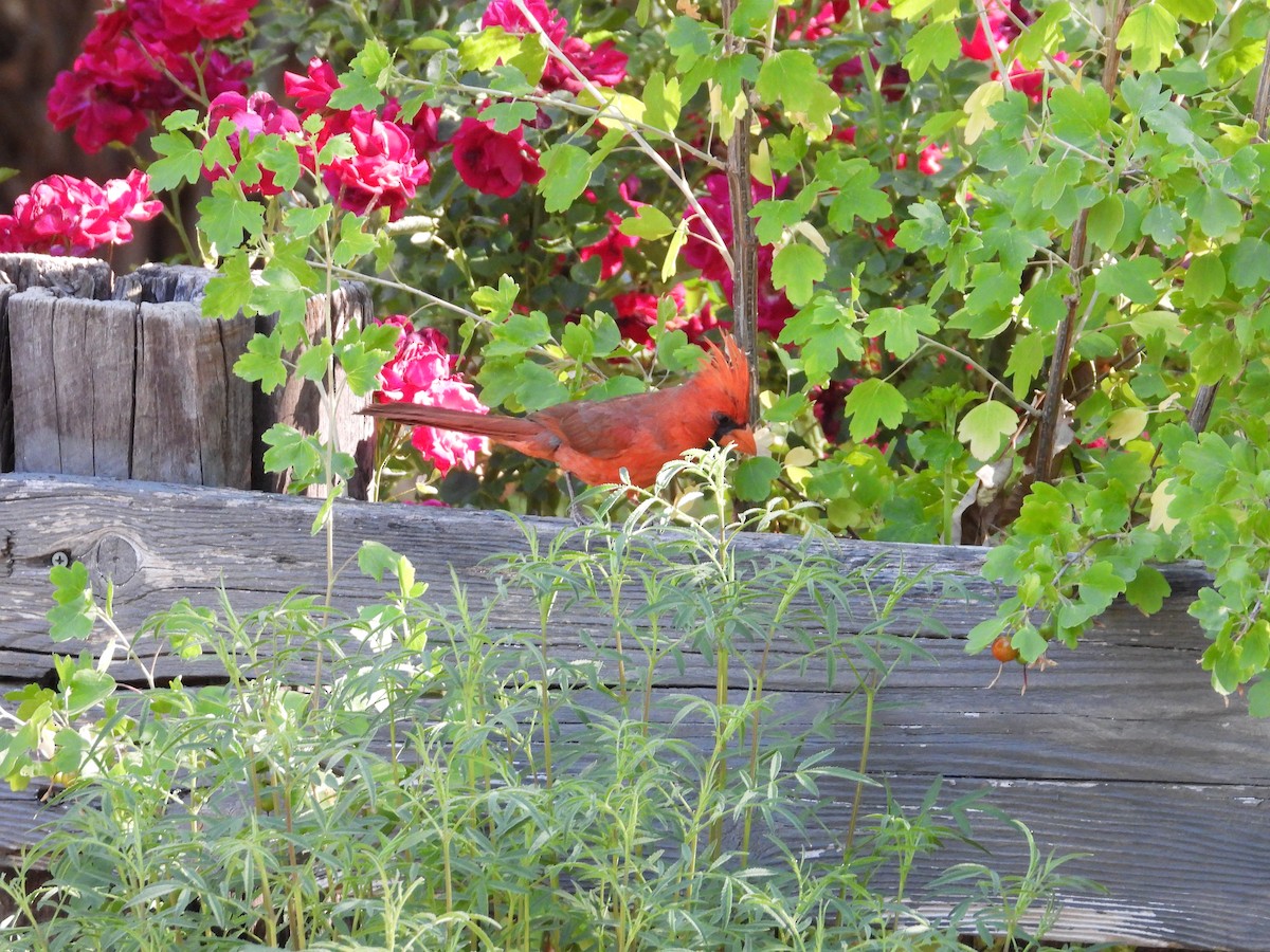 Northern Cardinal - Roee Astor