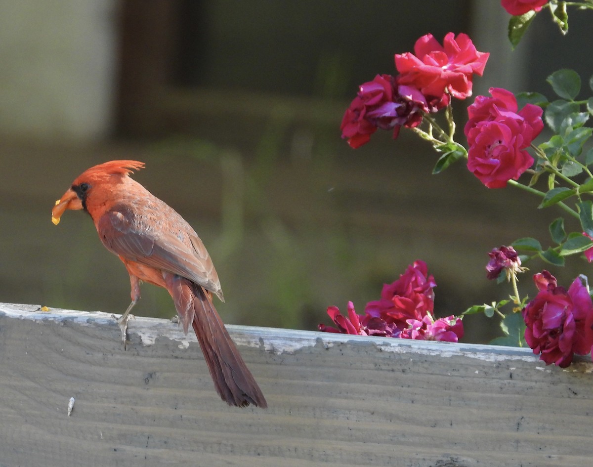 Northern Cardinal - Roee Astor