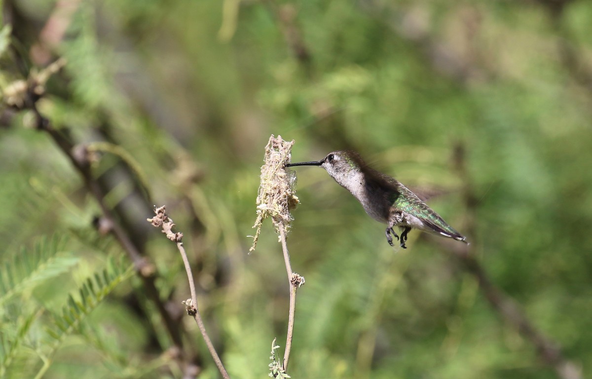 Black-chinned Hummingbird - John Deitsch
