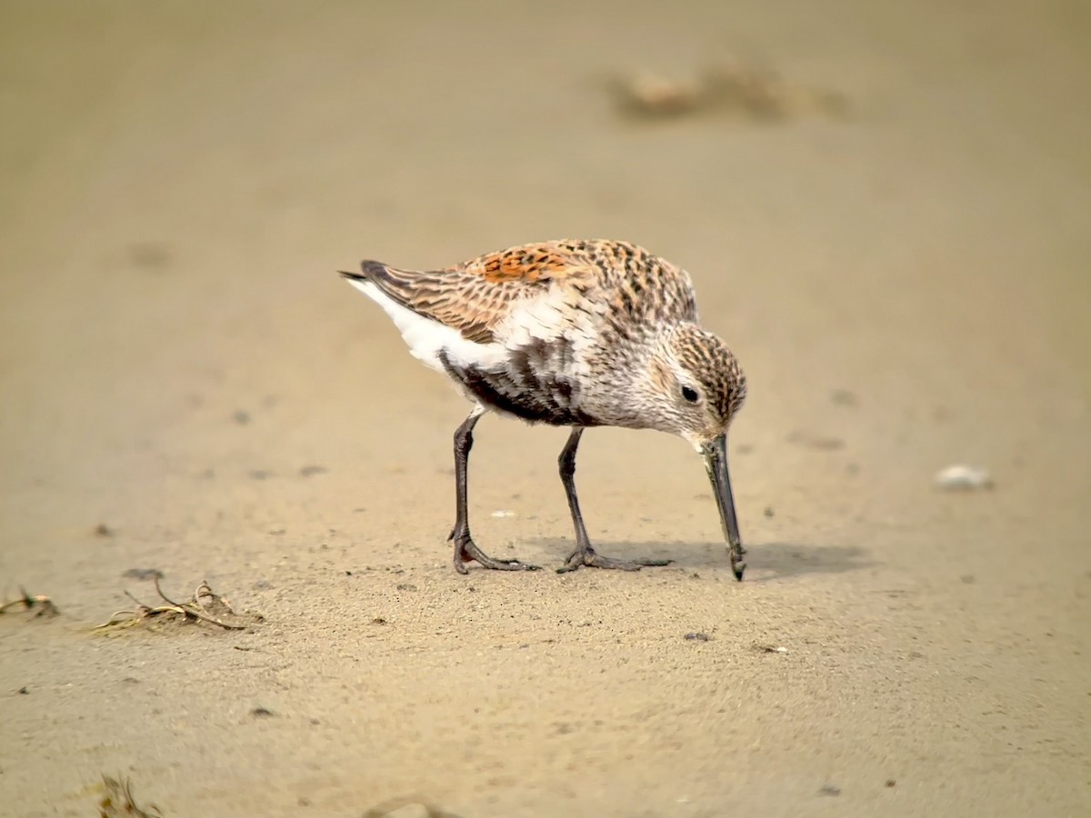 Dunlin - ML619658276