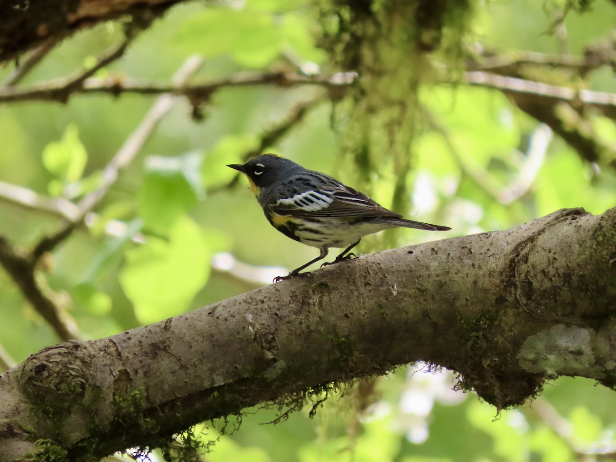 Yellow-rumped Warbler - Heidi Powers-Armstrong