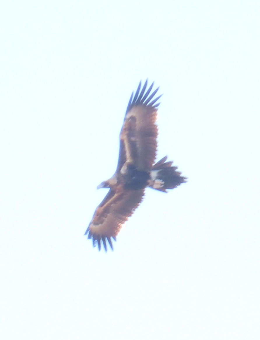 Wedge-tailed Eagle - Sarah Maddox