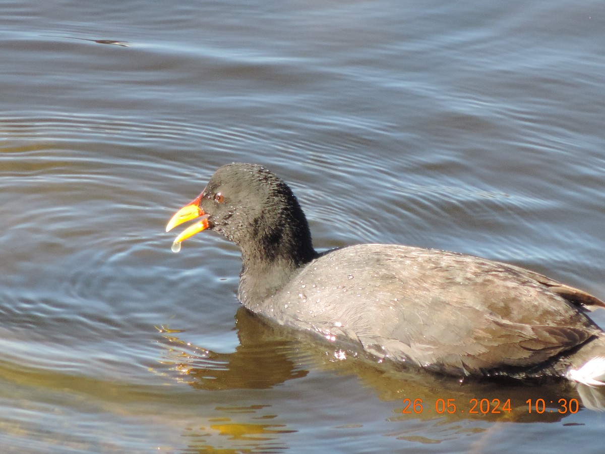 Red-fronted Coot - Ignacio Ramírez