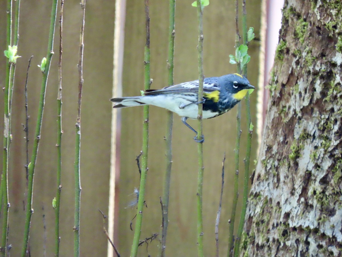 Yellow-rumped Warbler - Heidi Powers-Armstrong