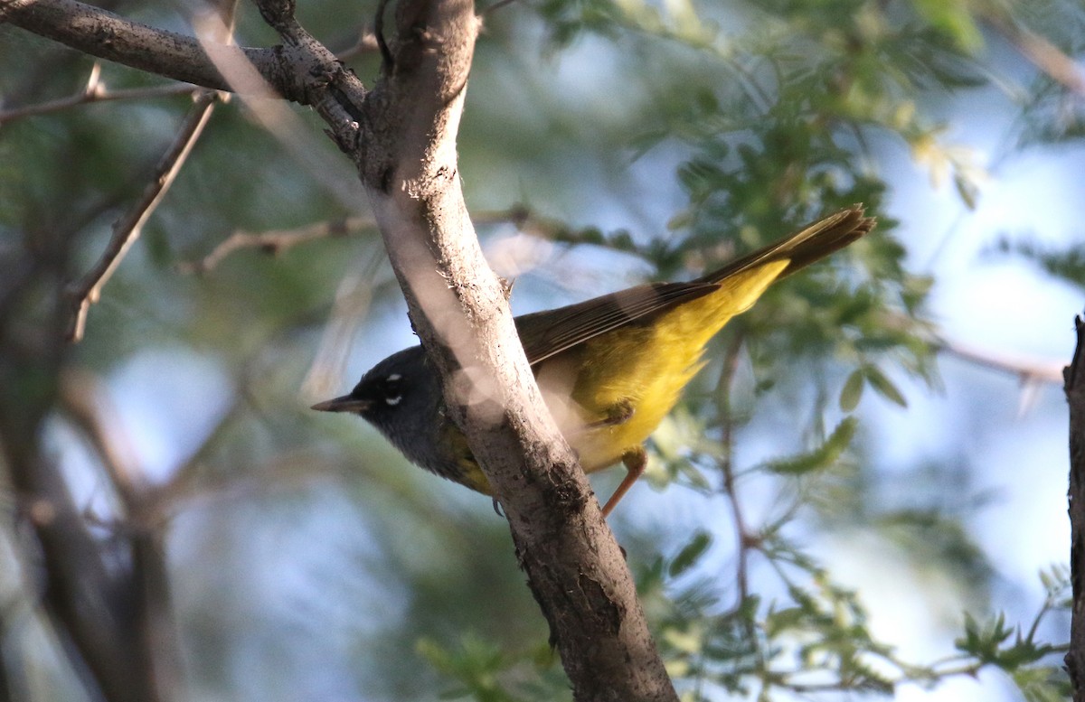 MacGillivray's Warbler - John Deitsch