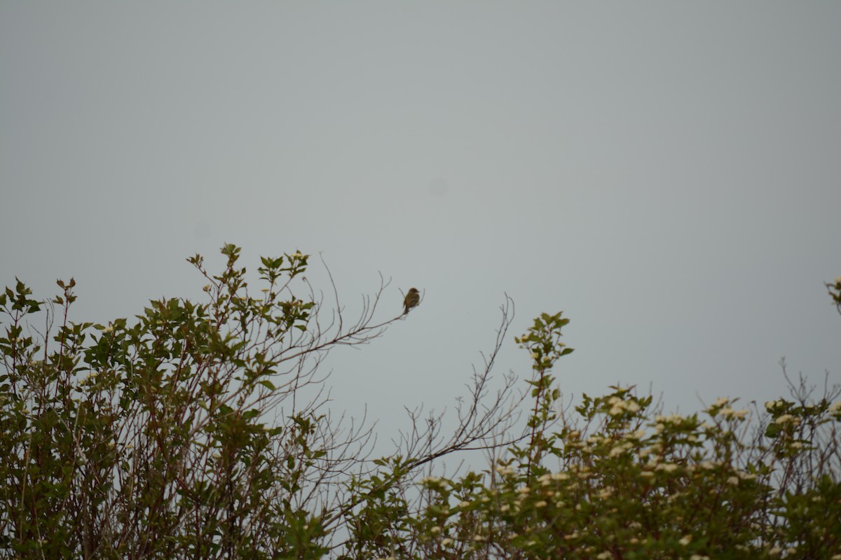 Alder Flycatcher - Brinda Datla