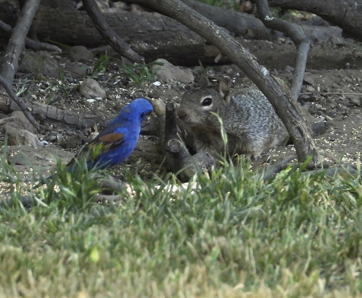 Blue Grosbeak - Roee Astor