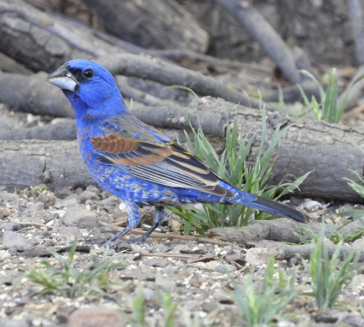 Blue Grosbeak - Roee Astor