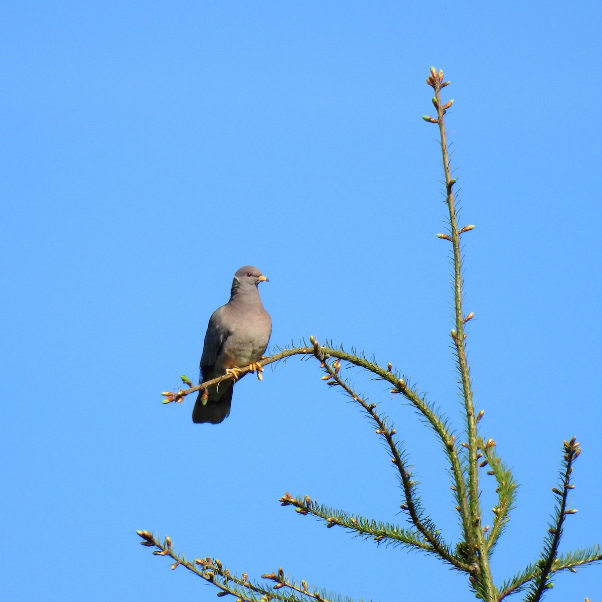 Band-tailed Pigeon - ML619658303