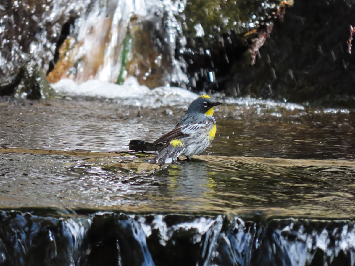 Yellow-rumped Warbler - Heidi Powers-Armstrong