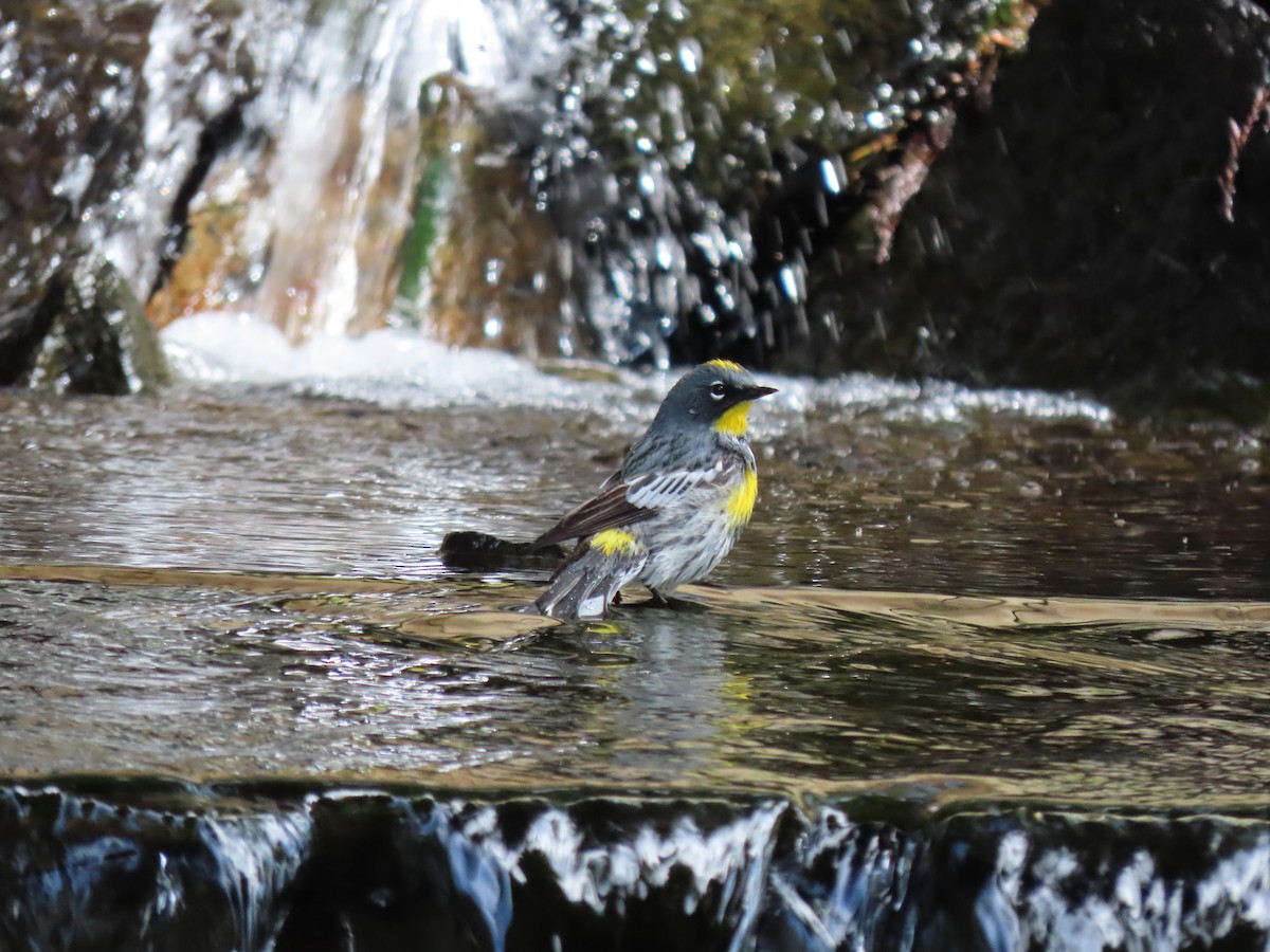 Yellow-rumped Warbler - Heidi Powers-Armstrong