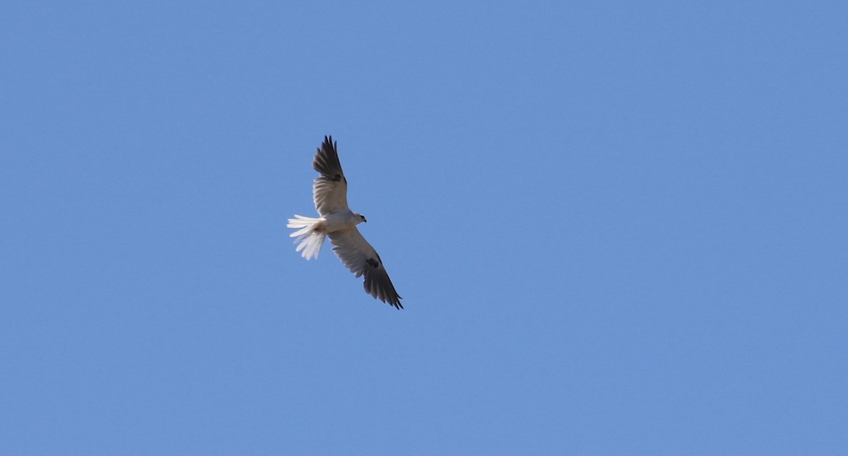 White-tailed Kite - John Deitsch