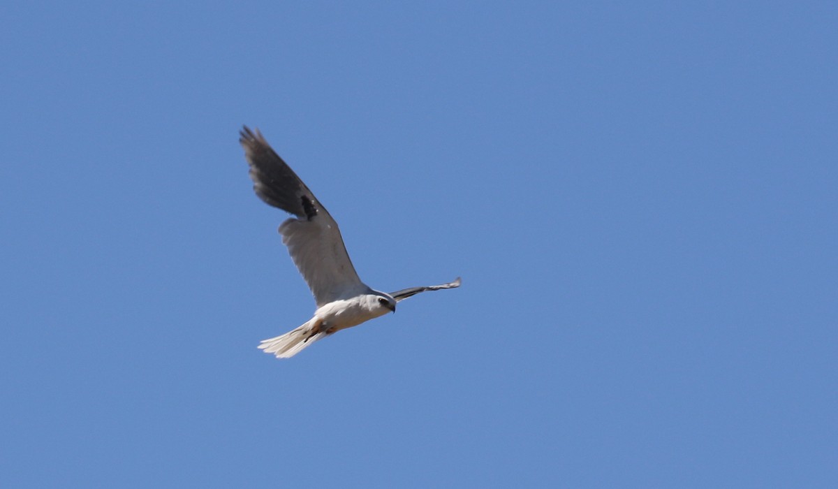 White-tailed Kite - John Deitsch
