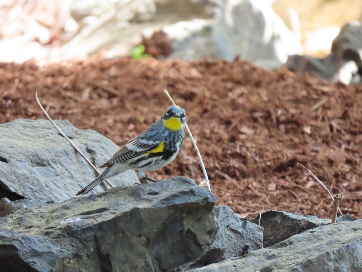 Yellow-rumped Warbler - Heidi Powers-Armstrong