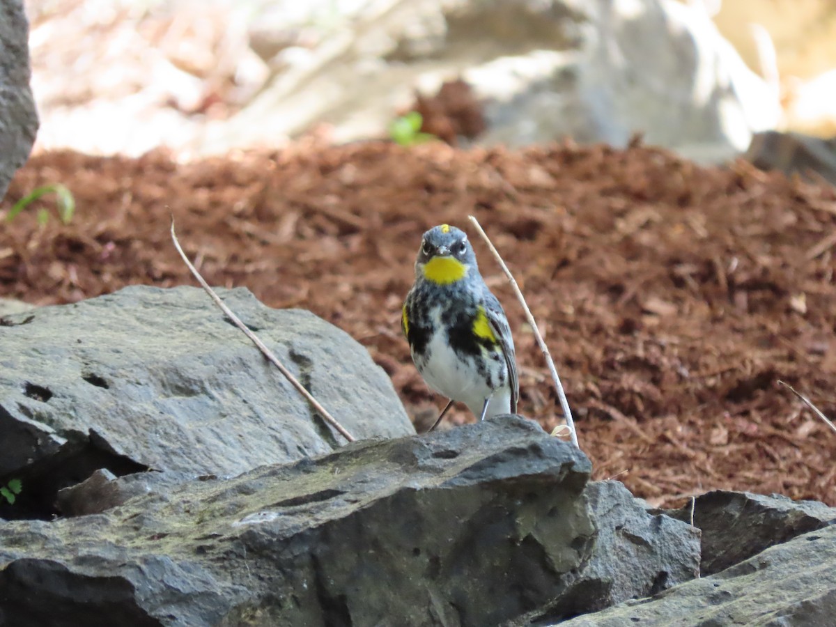 Yellow-rumped Warbler - Heidi Powers-Armstrong