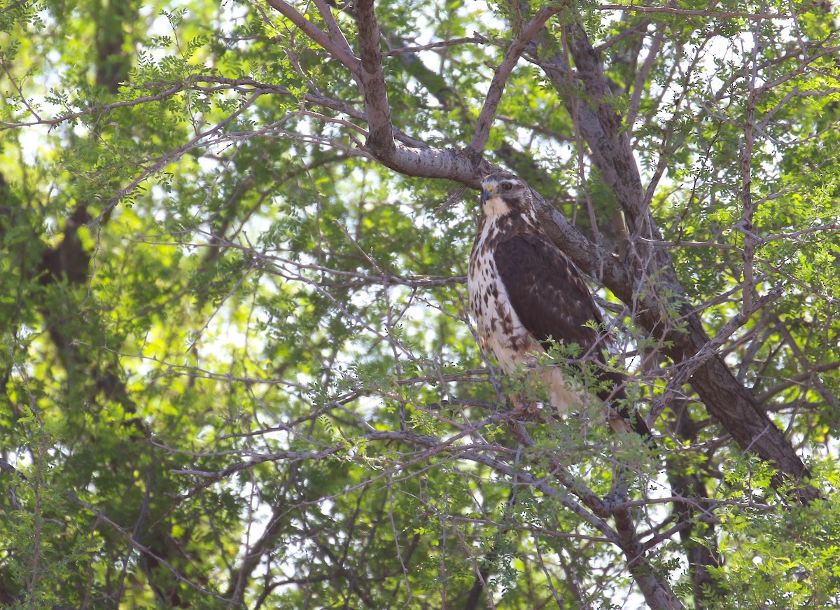 Swainson's Hawk - ML619658323