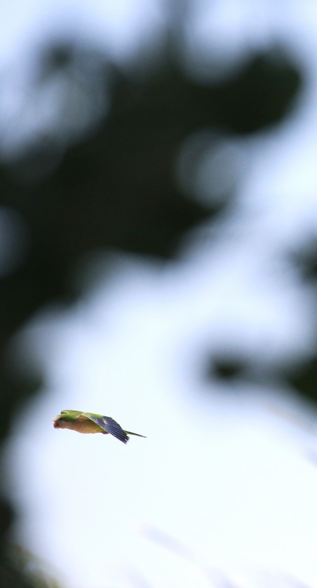 Monk Parakeet - ML619658326