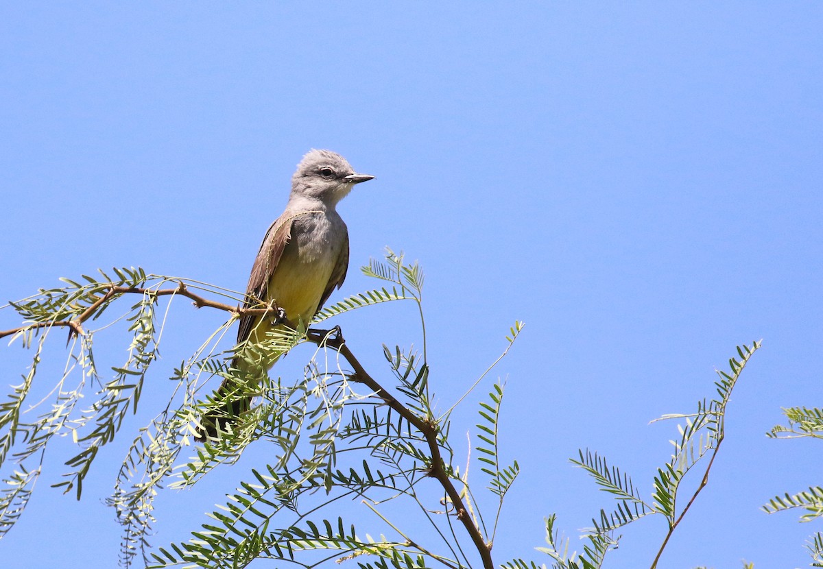 Western Kingbird - John Deitsch