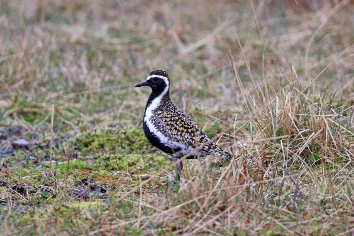 Pacific Golden-Plover - Jason Wilder