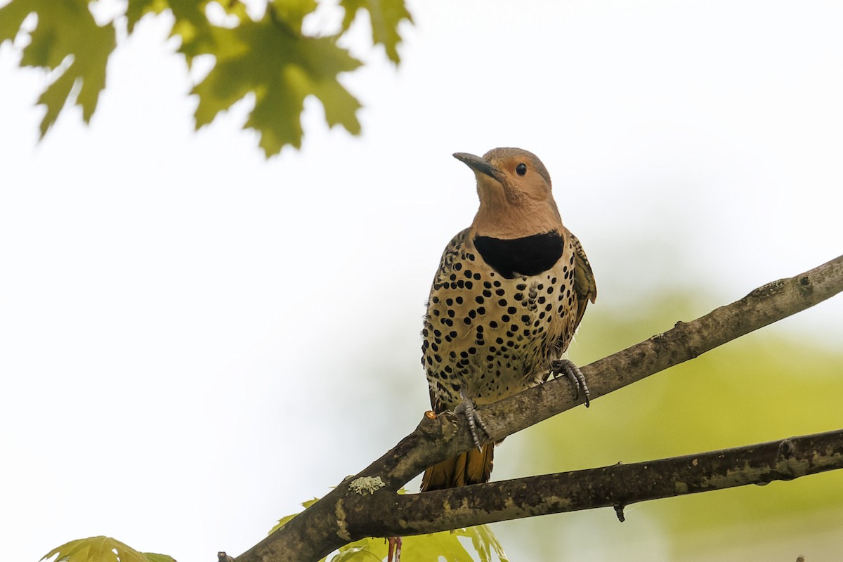 Northern Flicker - Edouard Charbonneau