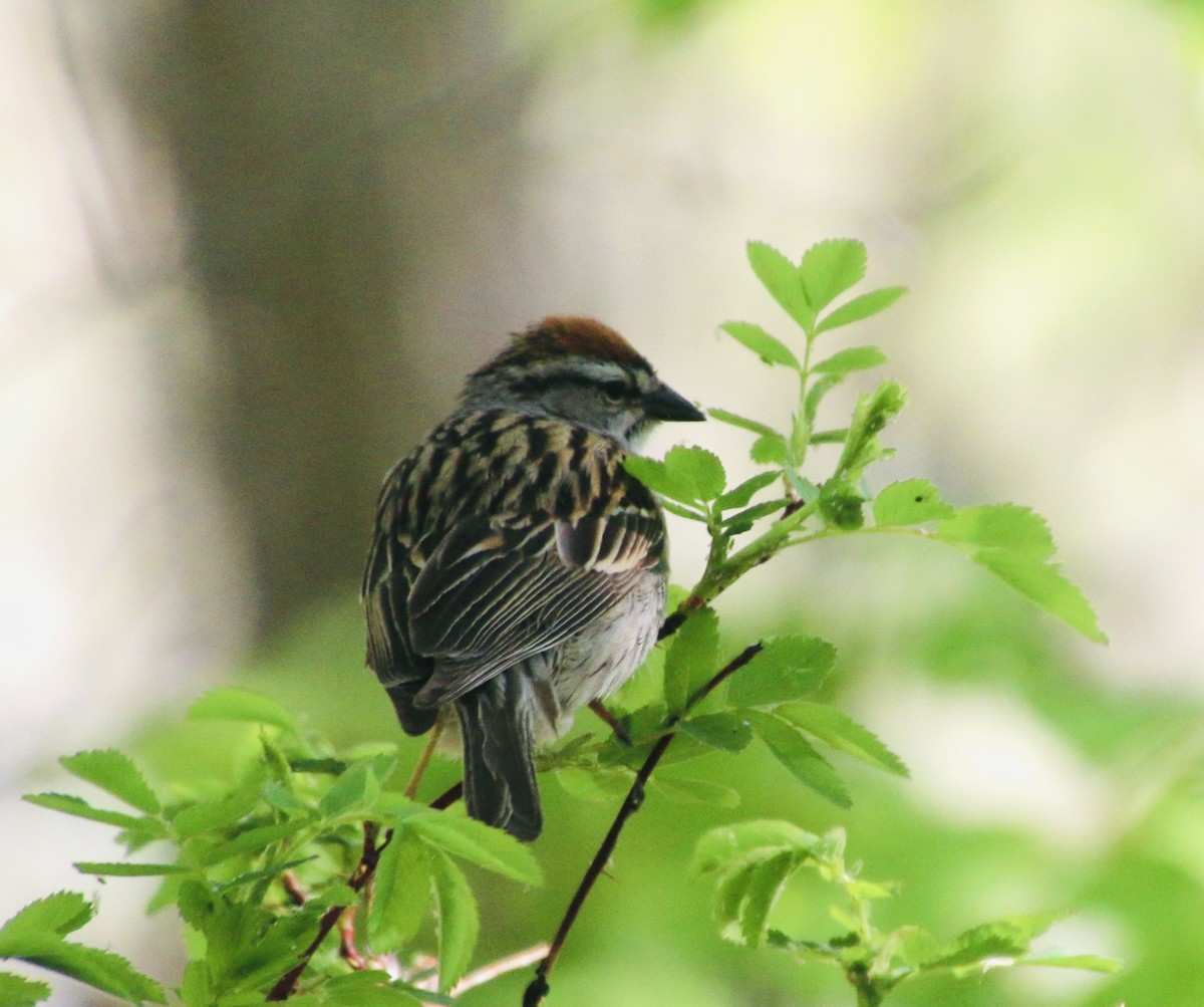 Chipping Sparrow - Stephanie Nyhof