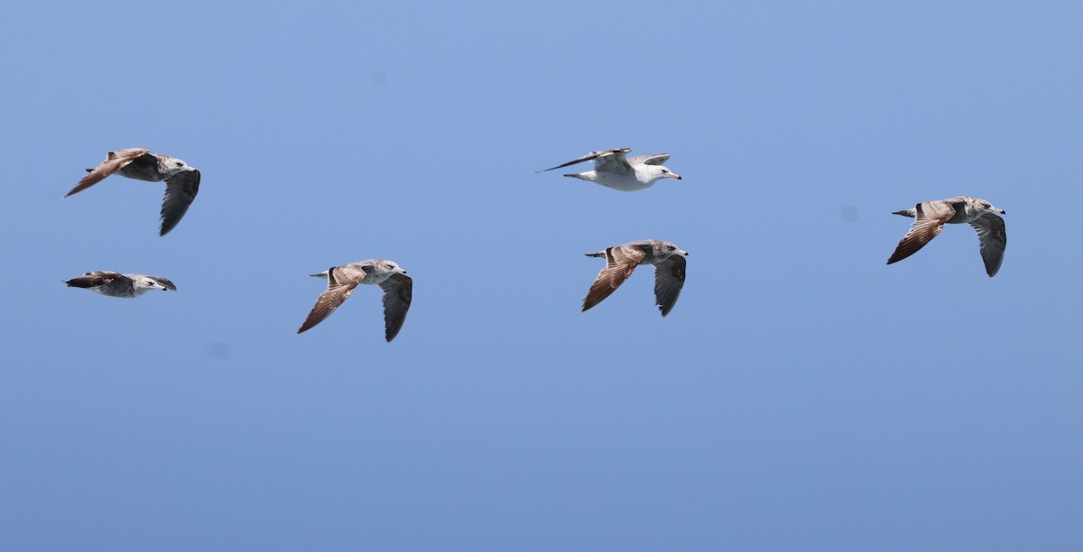 Gaviota Californiana (californicus) - ML619658332