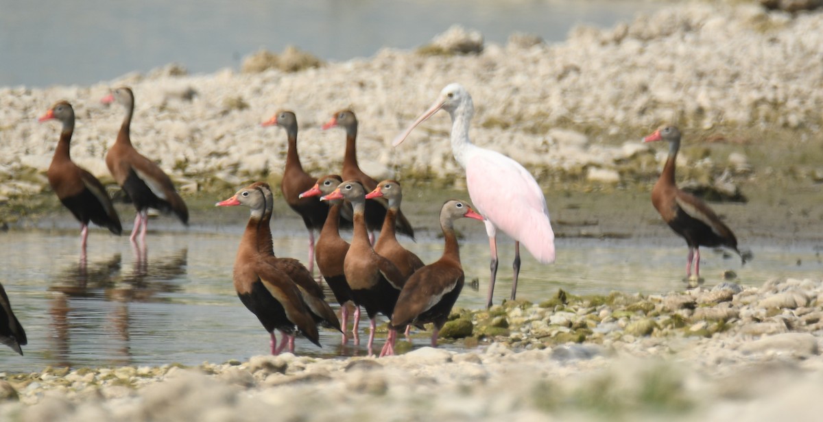 Black-bellied Whistling-Duck - Leonardo Guzmán (Kingfisher Birdwatching Nuevo León)