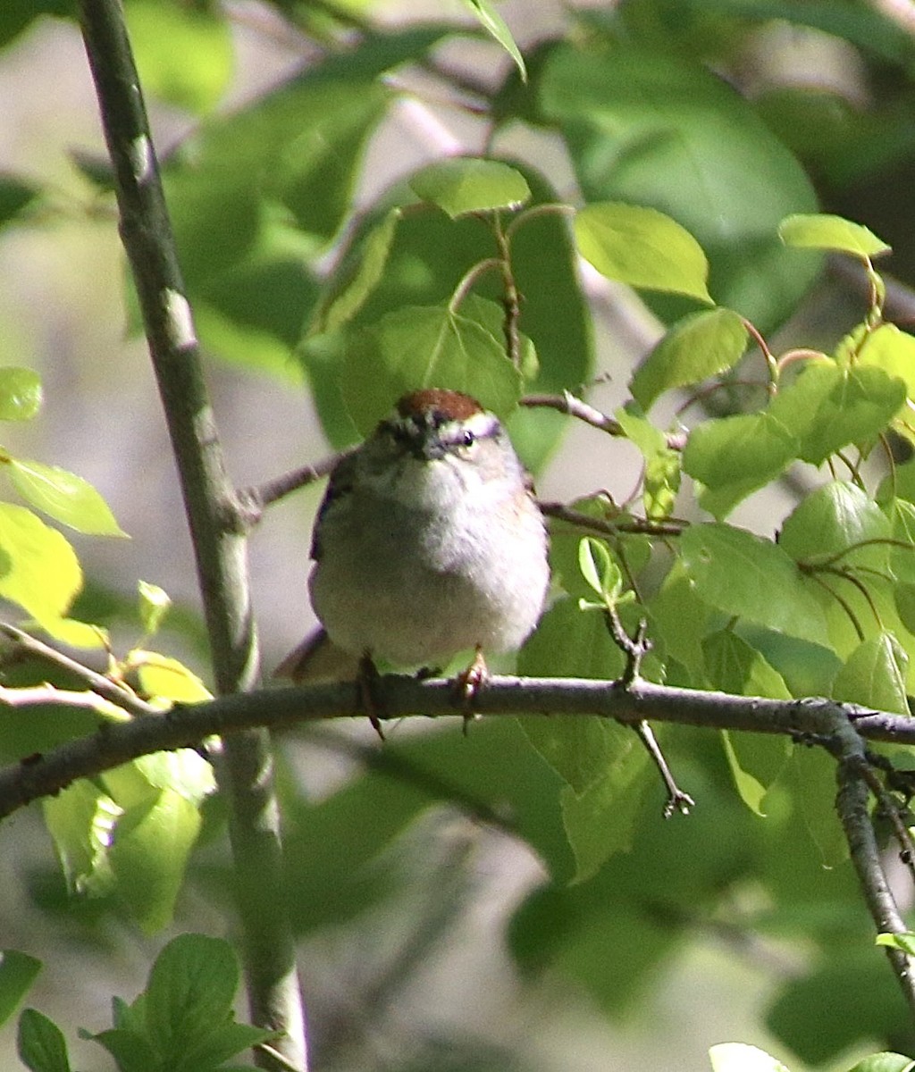 Chipping Sparrow - Stephanie Nyhof