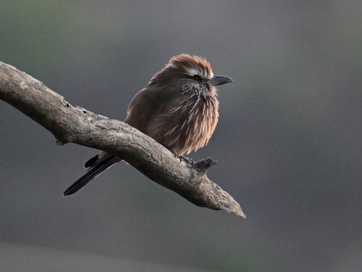 Rufous-crowned Roller - jerald britten