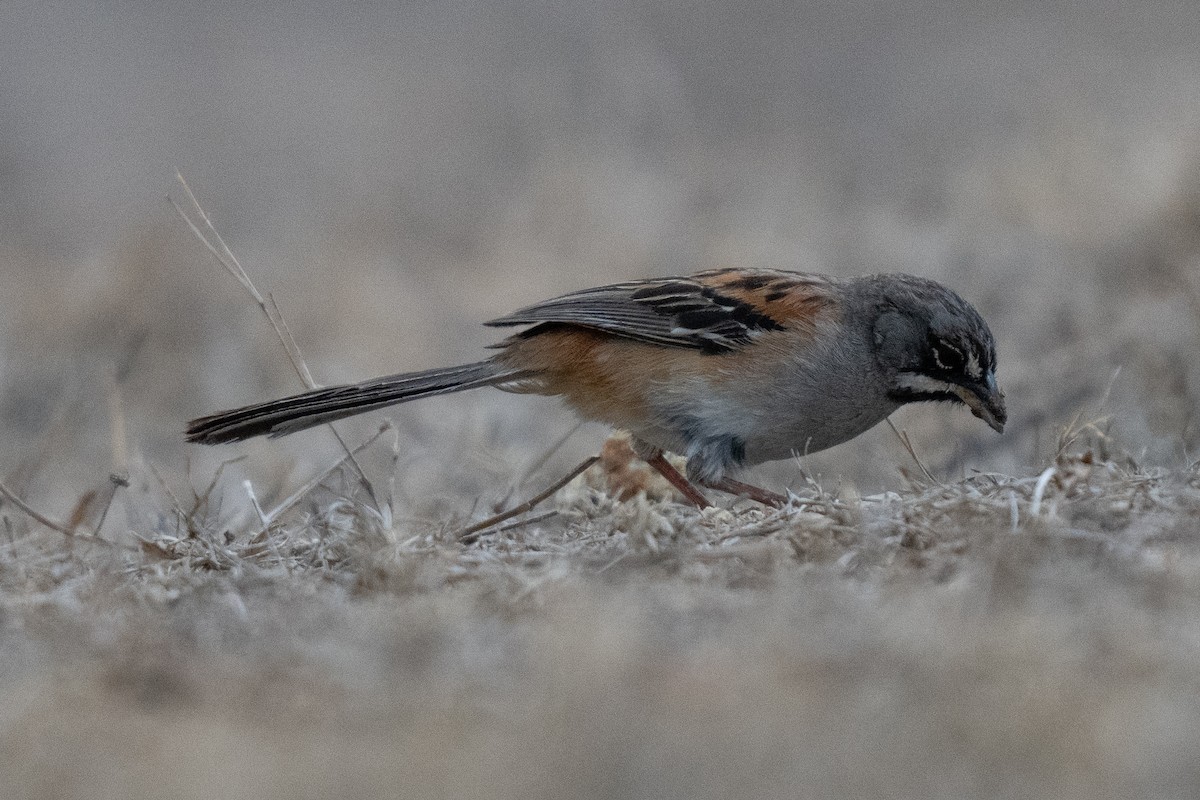 Bridled Sparrow - David Lauter