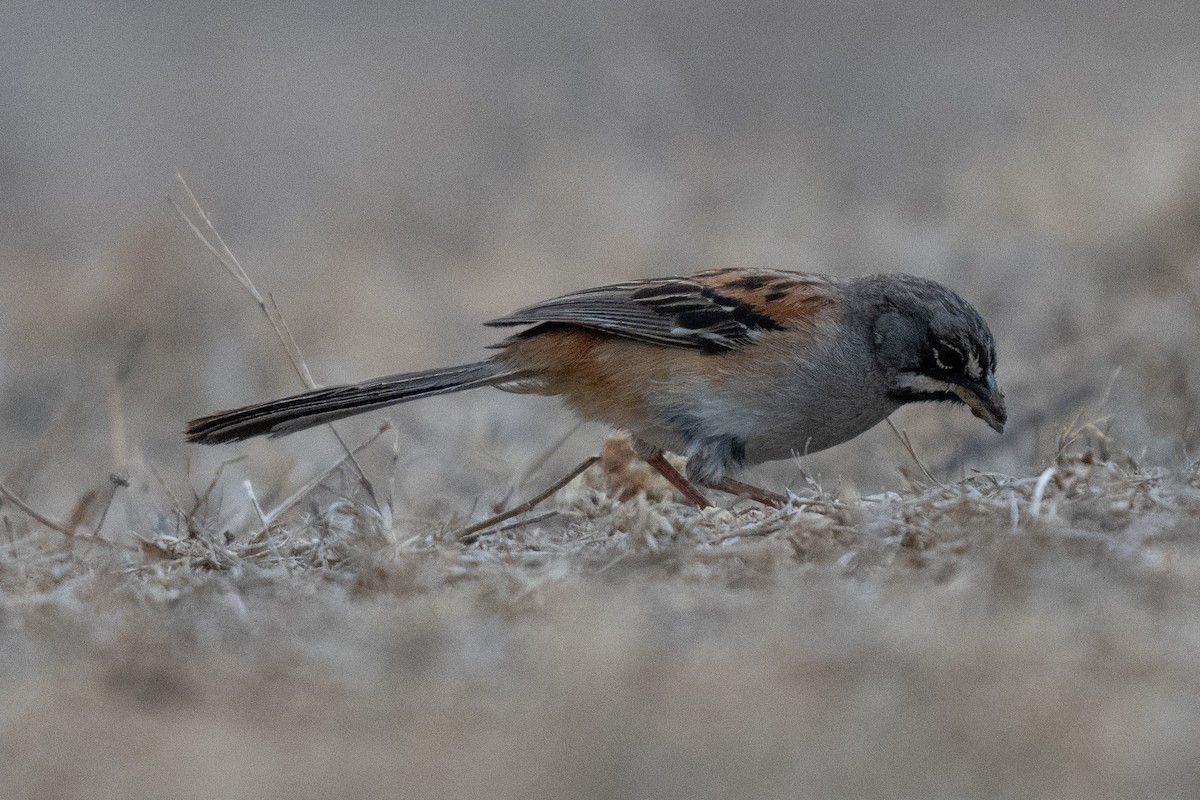 Bridled Sparrow - ML619658342