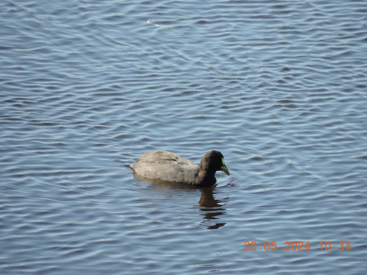 Red-gartered Coot - Ignacio Ramírez