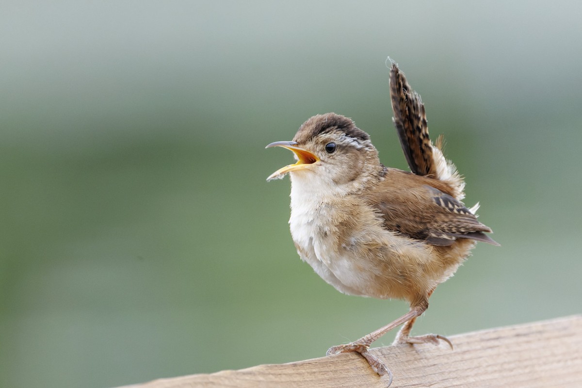 Marsh Wren - Edouard Charbonneau