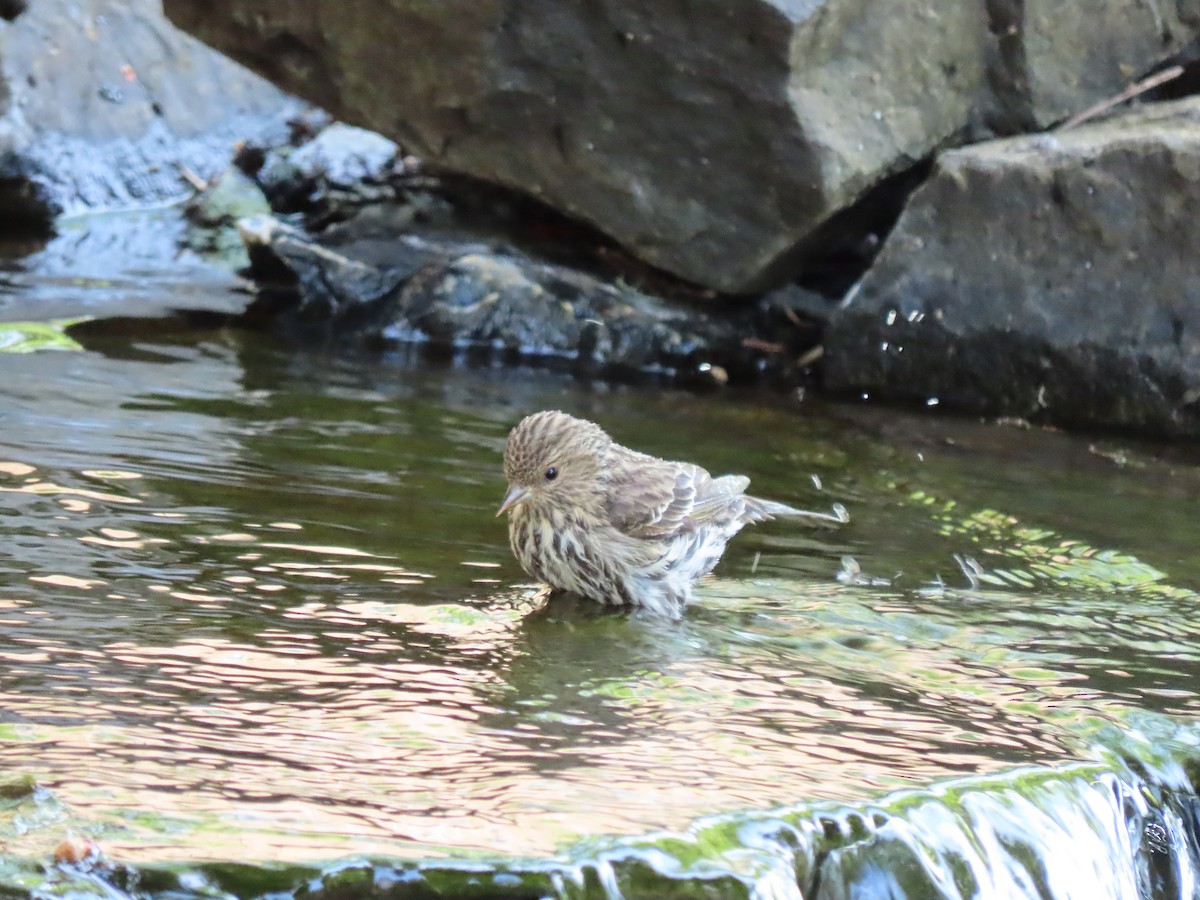 Pine Siskin - Heidi Powers-Armstrong