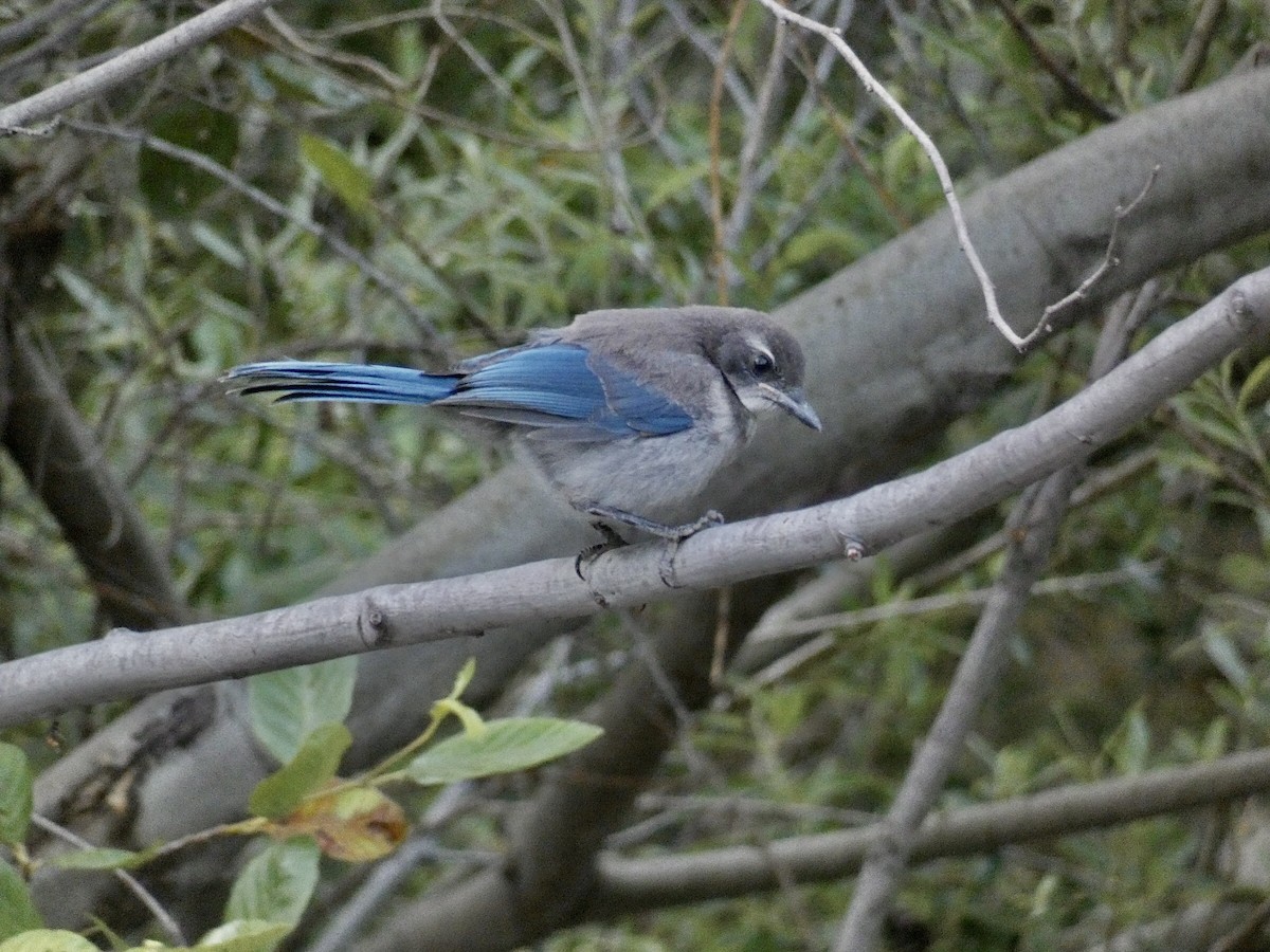 California Scrub-Jay - Reeve Cowne