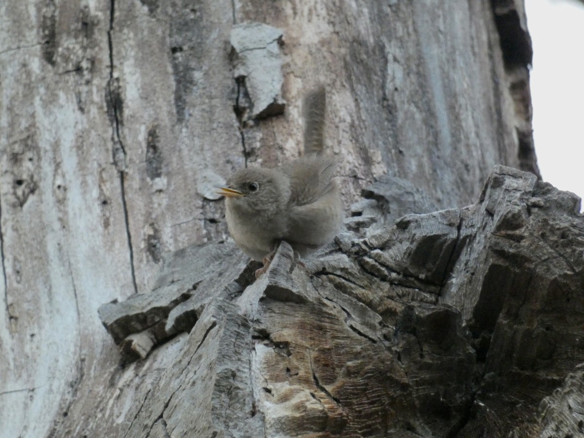 House Wren - Reeve Cowne