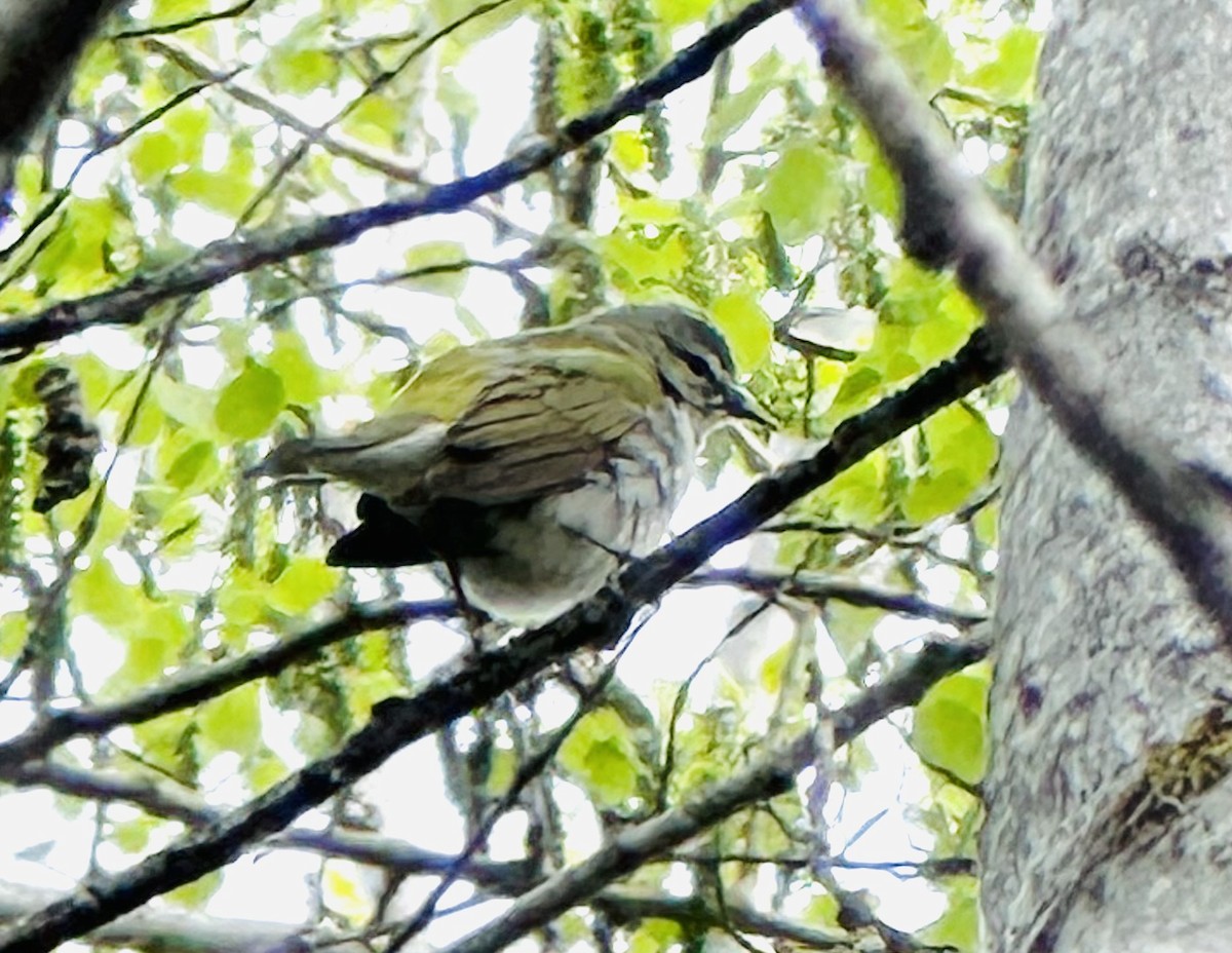 Tennessee Warbler - Stephanie Nyhof